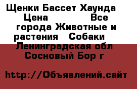 Щенки Бассет Хаунда  › Цена ­ 25 000 - Все города Животные и растения » Собаки   . Ленинградская обл.,Сосновый Бор г.